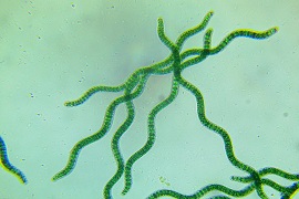 La spirulina Maxima